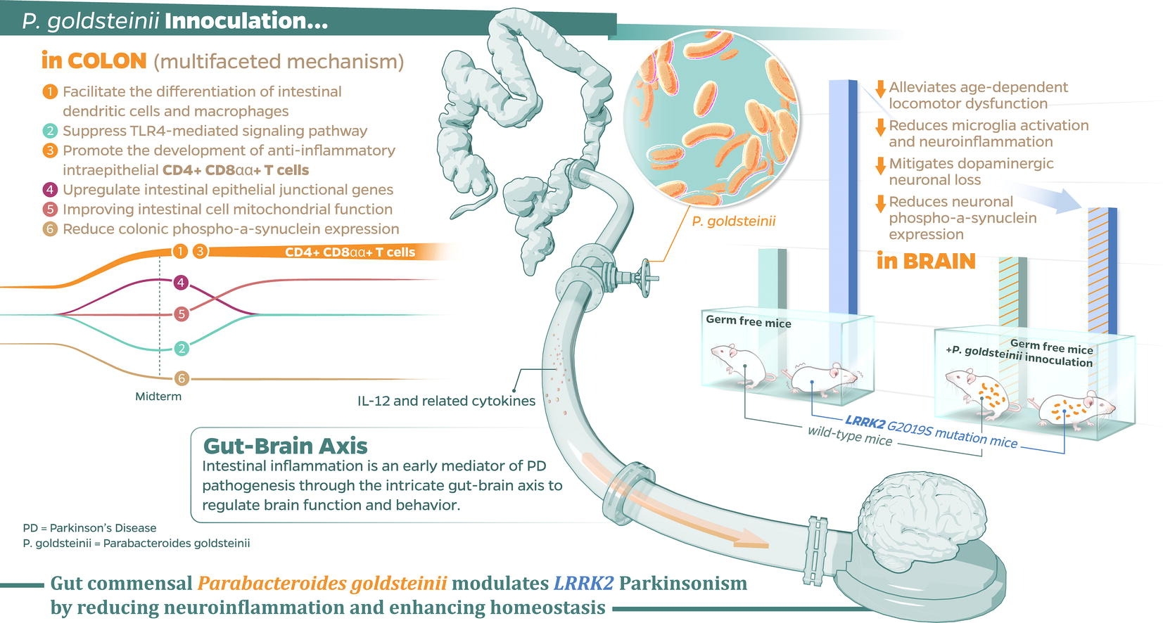Parabacteroides goldsteinii: A Next-Generation Probiotic Modulating the Gut–Brain Axis in Parkinsonism